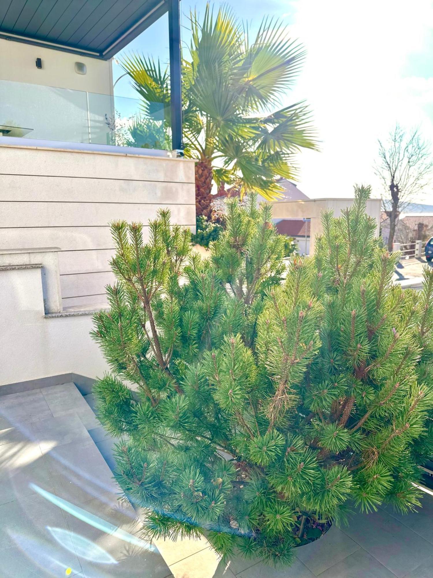 Apartments Maslina & Pinija Цриквеница Экстерьер фото